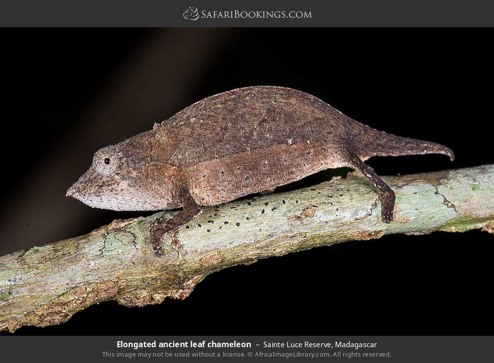 Elongated ancient leaf chameleon in Sainte Luce Reserve, Madagascar