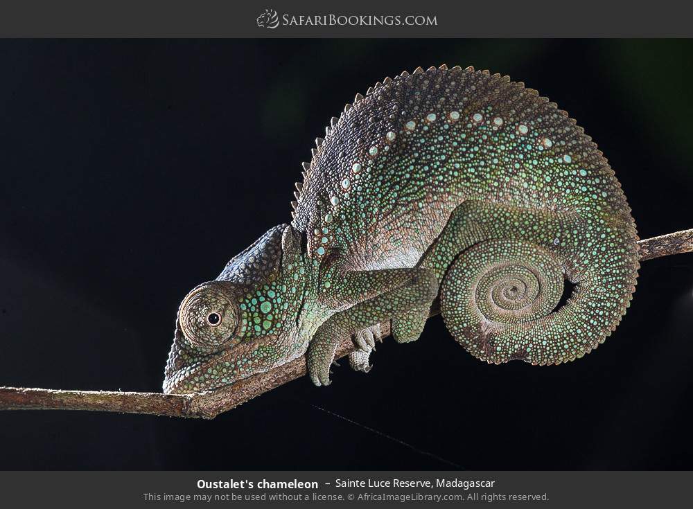 Oustalet's chameleon in Sainte Luce Reserve, Madagascar