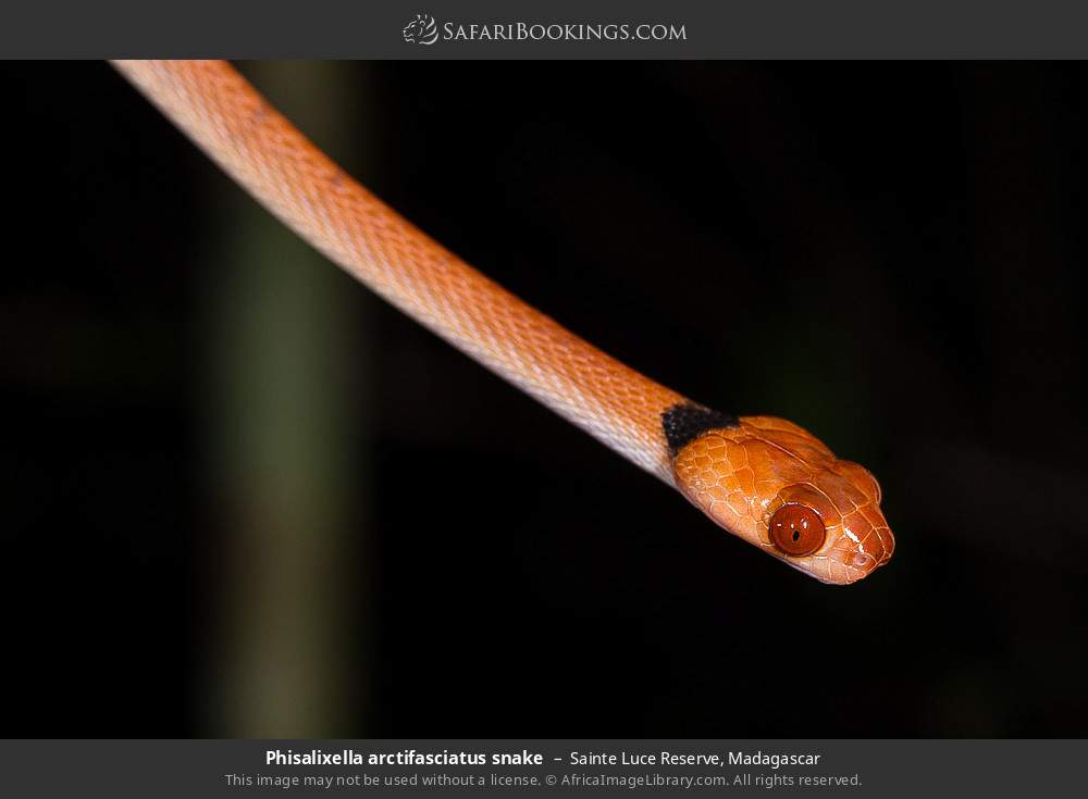 Phisalixella arctifasciatus snake in Sainte Luce Reserve, Madagascar