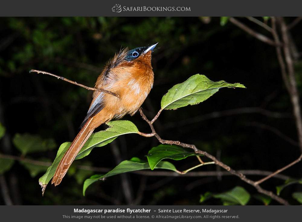Madagascar paradise flycatcher in Sainte Luce Reserve, Madagascar