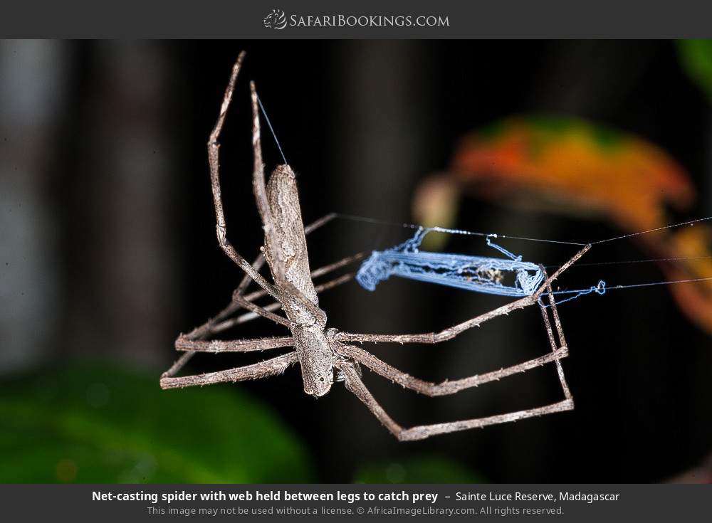 Net-casting spider with web held between legs to catch prey in Sainte Luce Reserve, Madagascar
