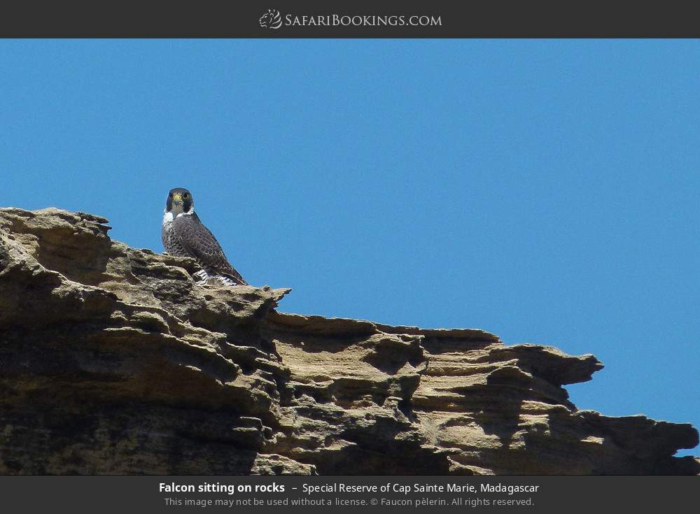 Falcon sitting on rocks in Special Reserve of Cap Sainte Marie, Madagascar