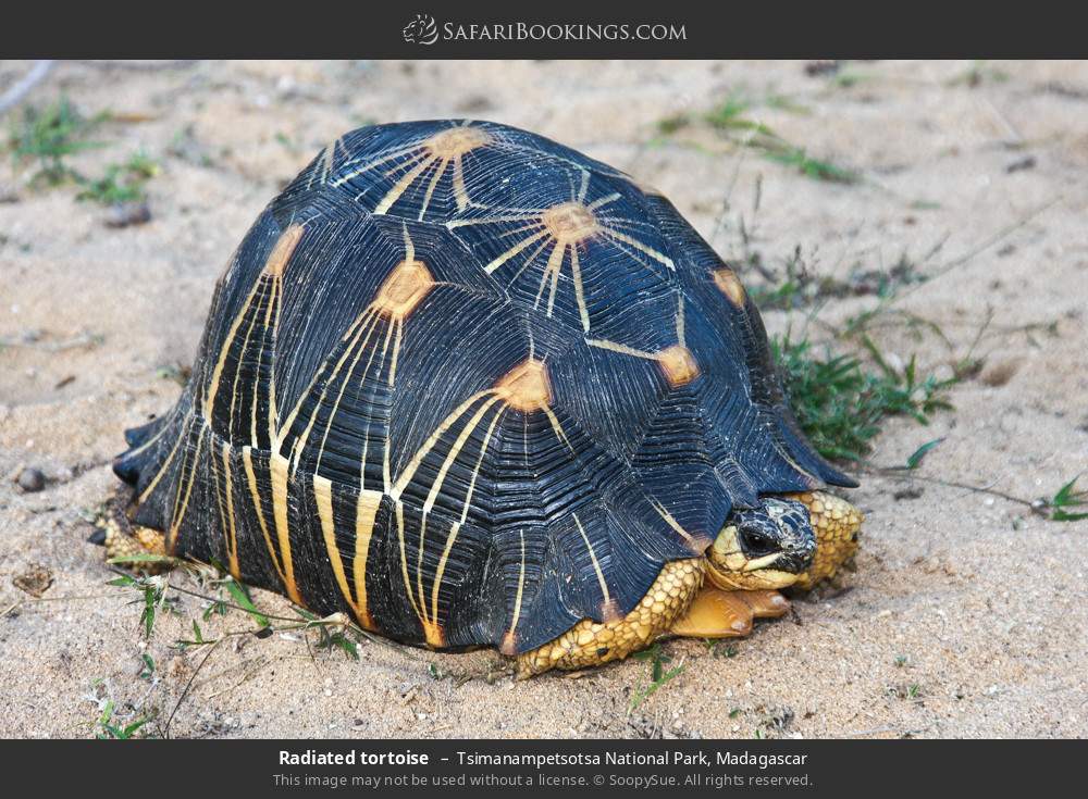 Radiated tortoise in Tsimanampetsotsa National Park, Madagascar