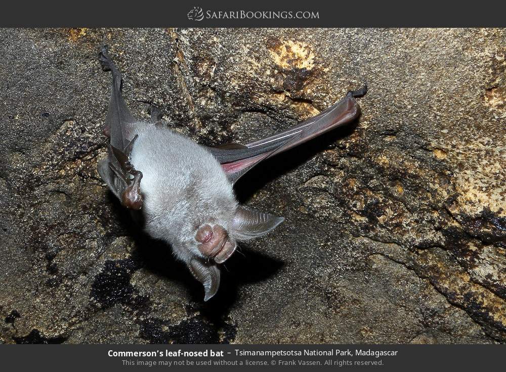 Commerson’s leaf-nosed bat in Tsimanampetsotsa National Park, Madagascar