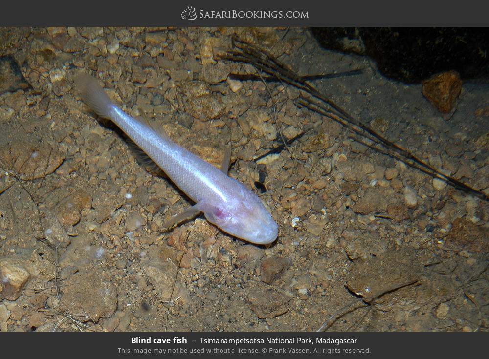 Blind cave fish in Tsimanampetsotsa National Park, Madagascar