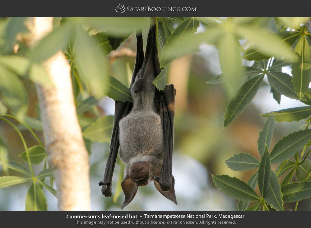 Commerson’s leaf-nosed bat in Tsimanampetsotsa National Park, Madagascar