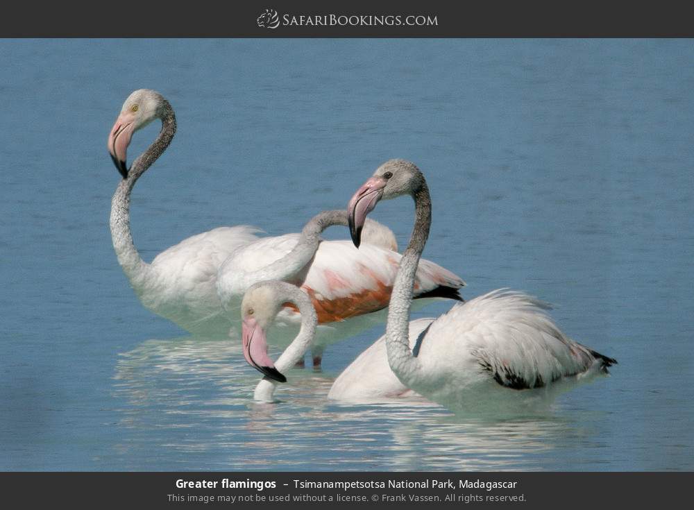 Greater flamingos in Tsimanampetsotsa National Park, Madagascar