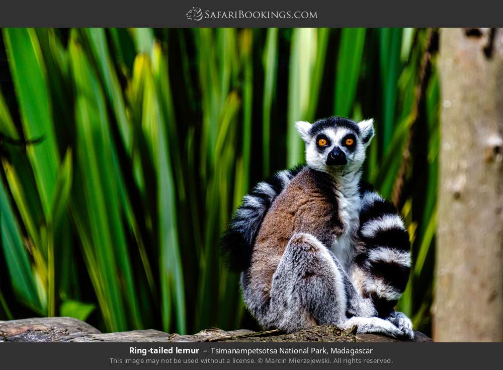 Ring-tailed lemur in Tsimanampetsotsa National Park, Madagascar