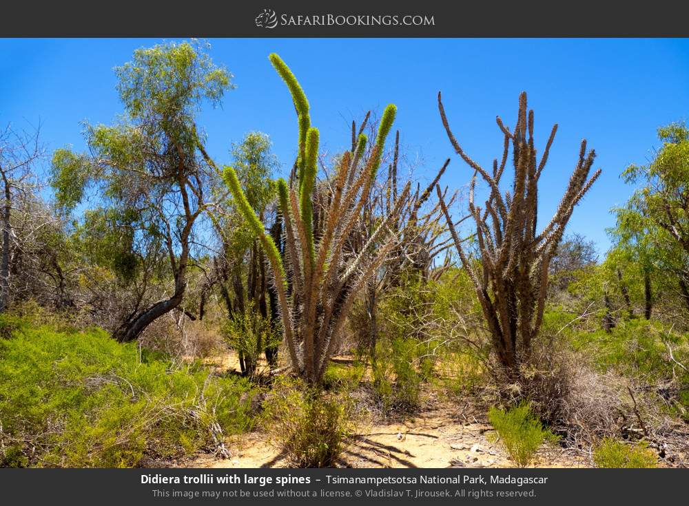 Didierea trollii, also known as the octopus tree, with large spines in Tsimanampetsotsa National Park, Madagascar