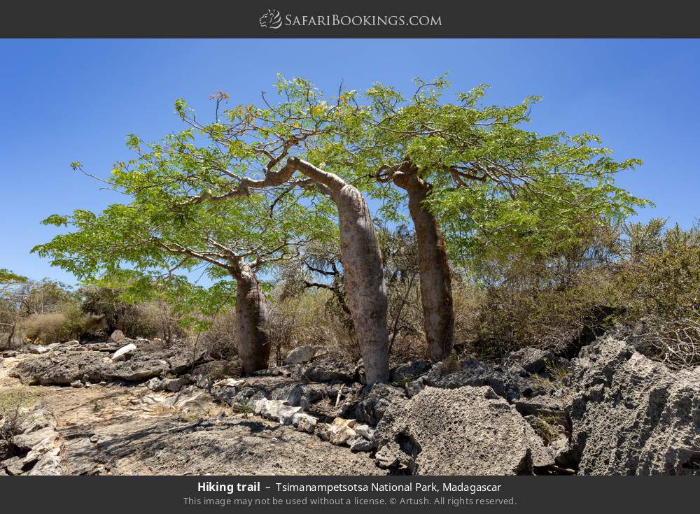 Hiking trail in Tsimanampetsotsa National Park, Madagascar