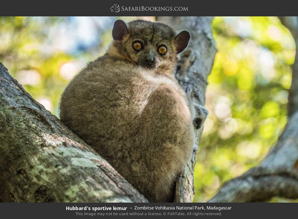 Hubbard's sportive lemur in Zombitse Vohibasia National Park, Madagascar