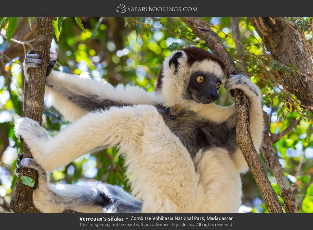 Verreaux's sifaka in Zombitse Vohibasia National Park, Madagascar