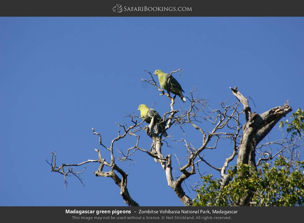 Madagascar green pigeons in Zombitse Vohibasia National Park, Madagascar