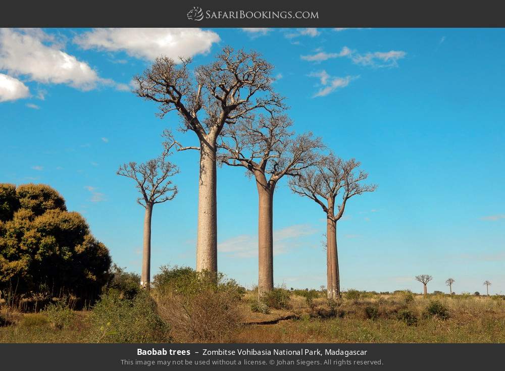 Baobab trees in Zombitse Vohibasia National Park, Madagascar