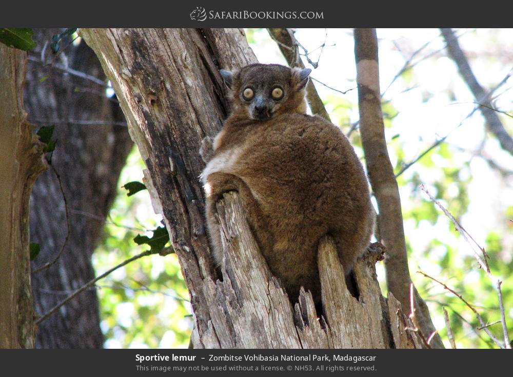Sportive lemur in Zombitse Vohibasia National Park, Madagascar