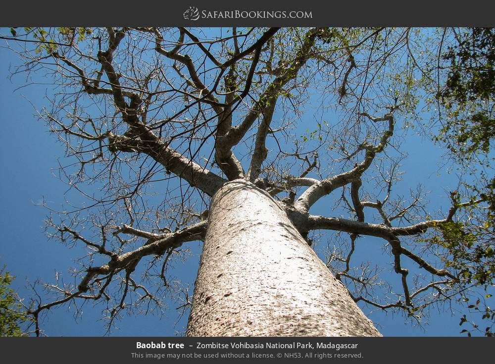 Baobab tree in Zombitse Vohibasia National Park, Madagascar