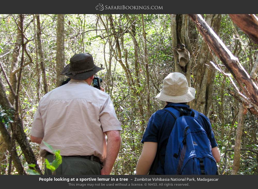 People looking at a sportive lemur in a tree in Zombitse Vohibasia National Park, Madagascar