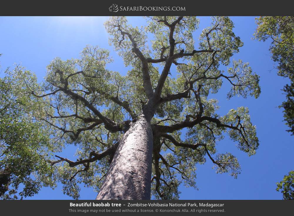 Beautiful baobab tree in Zombitse-Vohibasia National Park, Madagascar