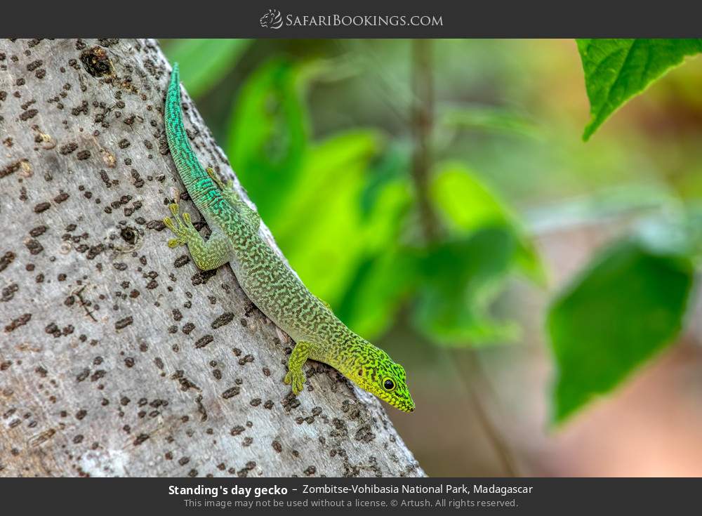 Standing's day gecko in Zombitse-Vohibasia National Park, Madagascar