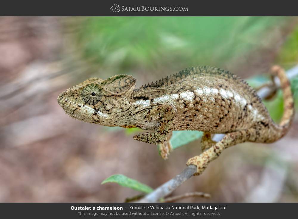 Oustalet's chameleon in Zombitse-Vohibasia National Park, Madagascar