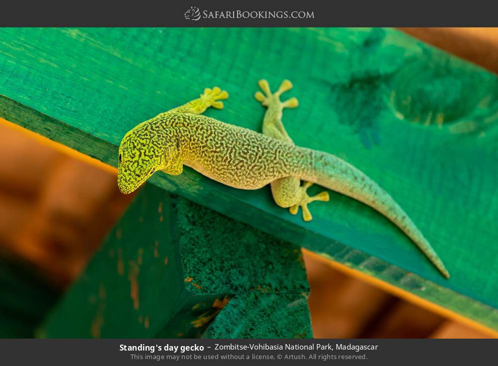 Standing's day gecko in Zombitse-Vohibasia National Park, Madagascar