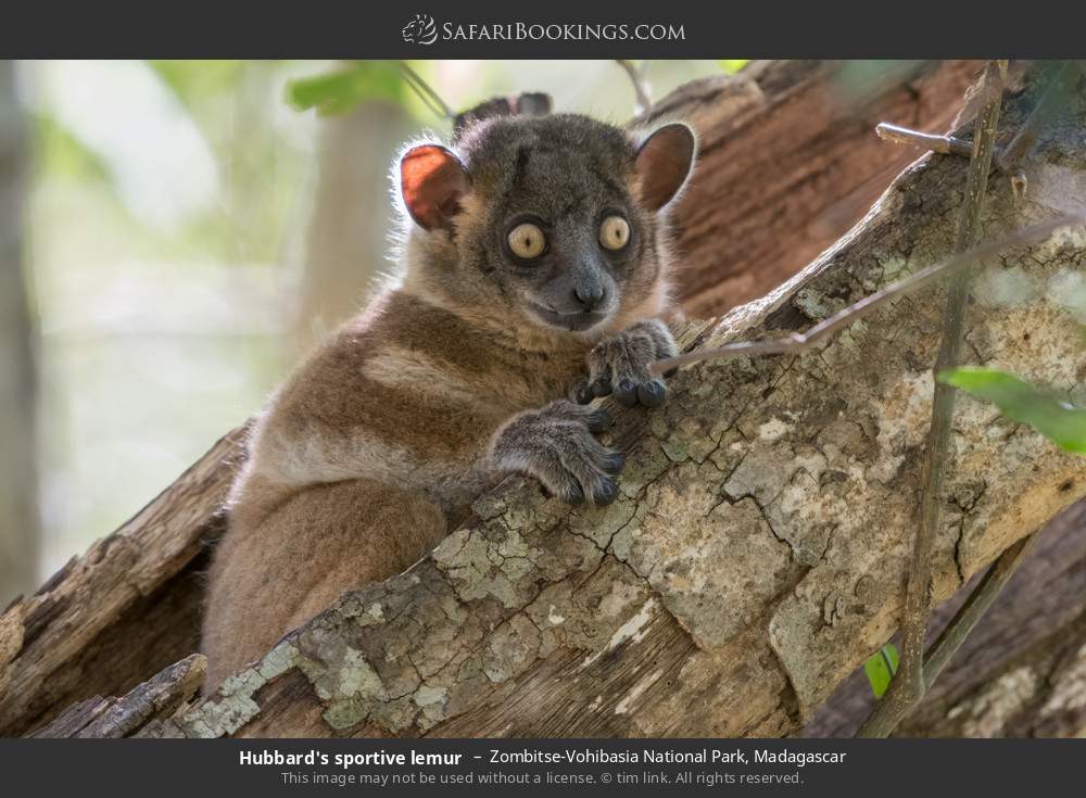 Hubbard's sportive lemur  in Zombitse-Vohibasia National Park, Madagascar