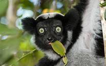 Indri eating a leaf