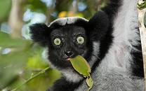 Indri eating a leaf, Andasibe-Mantadibe National Park, Madagascar