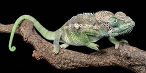 Warty chameleon