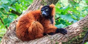 Red ruffed lemur