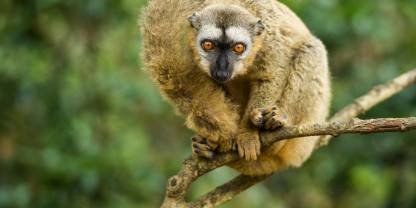 Andasibe-Mantadia National Park