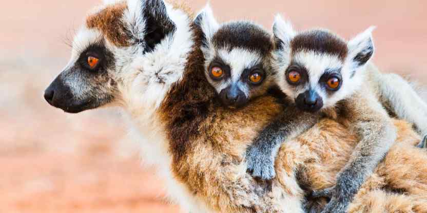 Madagascar Rabbit Madagascar Weather & Climate (+ Climate Chart)