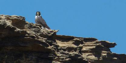 Cap Sainte Marie Special Reserve