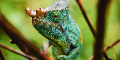 Marojejy National Park