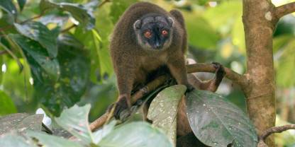Nosy Mangabe Special Reserve
