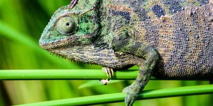 Ranomafana National Park