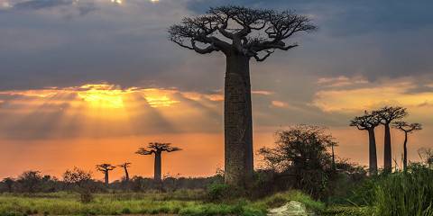 Baobabs and Lemurs