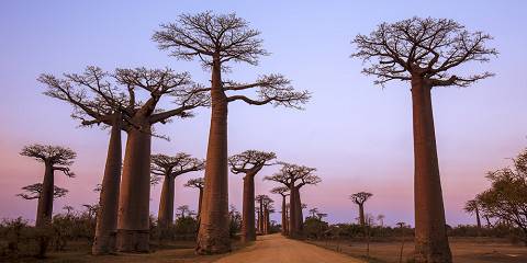 6-Day Morondava - Kirindy Reserve