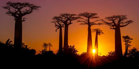 Baobab Avenue - Tsingy De Bemaraha National Park