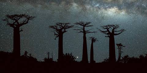6-Day Morondava Baobab and Tsingy