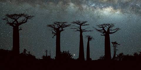 Tsingy Sy Baobabs