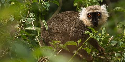 11-Day Madagascar Adventure Tour