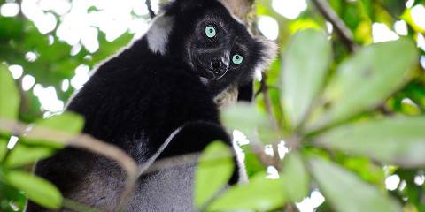 5-Day Andasibe Tour and Palmarium via Pangalane River