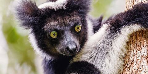 7-Day An Epic Journey into the Heart of Wild Madagascar