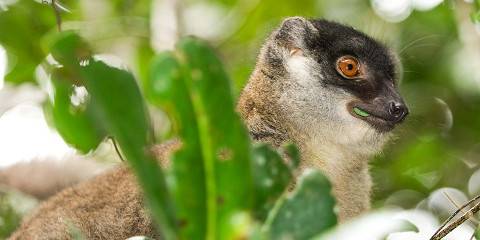 12-Day Madagascar Ultimate Discovery