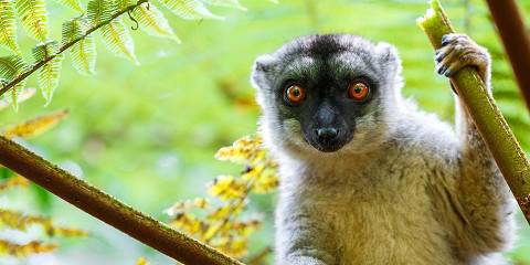 10-Day Wildlife and Island Bliss in Northern Madagascar