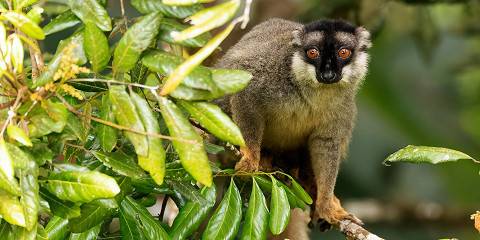 5-Day Lemur Soft Adventures in Andasibe