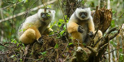 Madagascar Wildlife Holidays