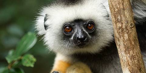 trips to madagascar from us