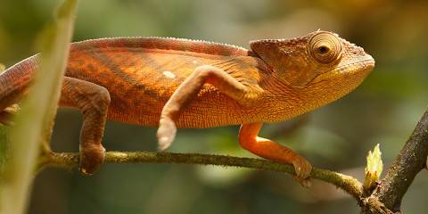 8-Day Madascar Wildlife Safari